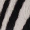 Zebra e Off White